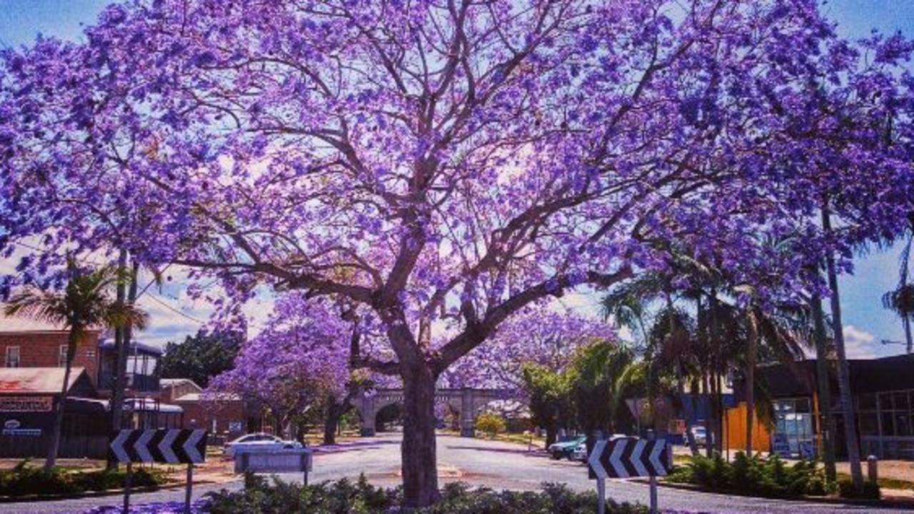 Inside Grafton Jacaranda Festival trip down memory lane Photo