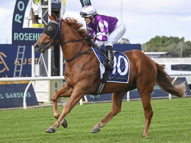 Highly Tempted can stamp himself as a Country Championships contender with a win at Port Macquarie. Picture: Bradley Photos