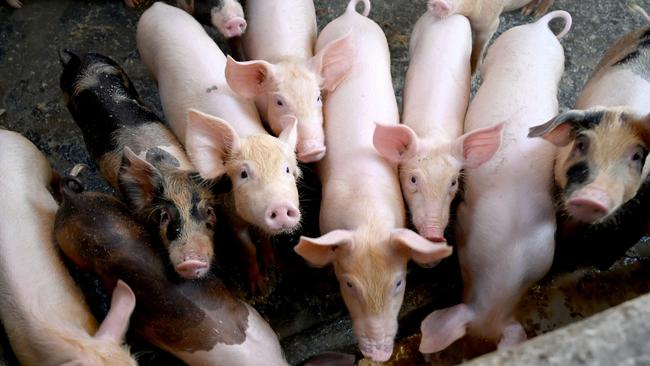 Livestock has perished from African swine fever in Bali since the first recorded outbreak in 2020, after the illness claimed some 30,000 hogs in Sumatra. Picture: Sonny Tumbelaka/AFP