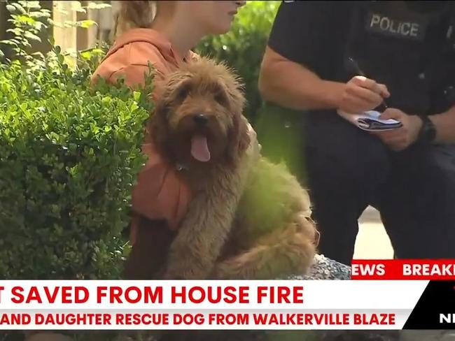 Dog rescued from Walkerville house fire (7NEWS)