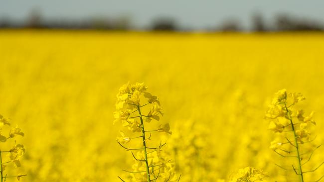 Canadian researchers say they are ready to trial production of canola biofuel pellets on a large scale.