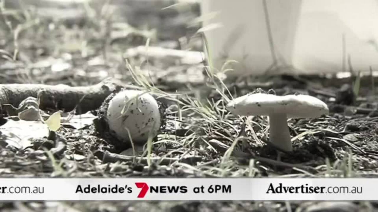 The Advertiser, 7NEWS Adelaide: Luxury car crash, Ken Hinkley's fighting words