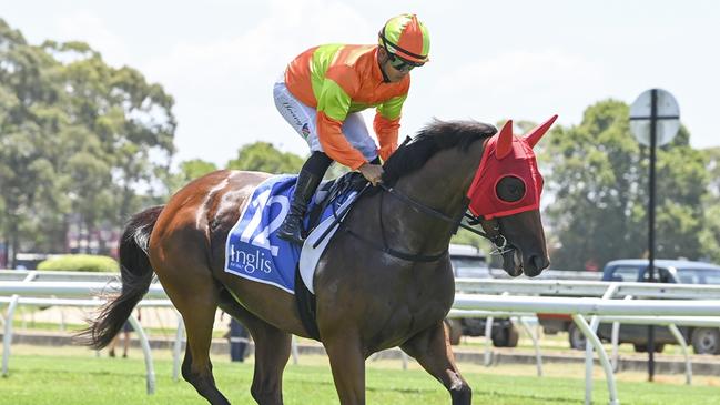 Form analyst Shayne O'Cass gives Too Many Kisses a terrific winning chance at Kembla Grange on Saturday. Picture: Bradley Photos