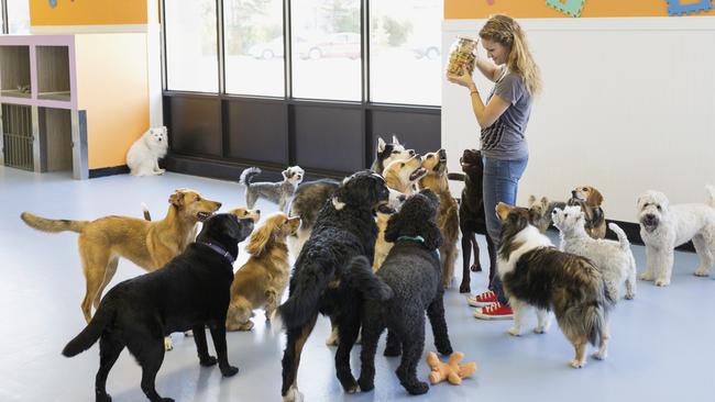 The doggy daycare staff dismissed the incident that caused a deep wound. Picture: iStock