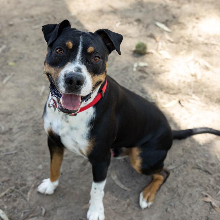 AWLQ's dozen roses of Valentine's Day: Zeus the dog