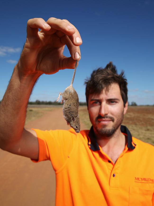 Citrus farmer Lockie Roberts has been battling a mouse plague on his farm at Mumblepeg east of Warren. Picture: David Swift