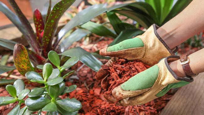 A good layer of mulch will help your soil retain what moisture it has.