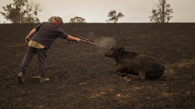 Steve Shipton shoots an injured calf in his paddock after a bushfire in Coolagolite. Picture: Sean Davey