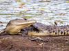 Mapped: 60+ croc sightings across QLD