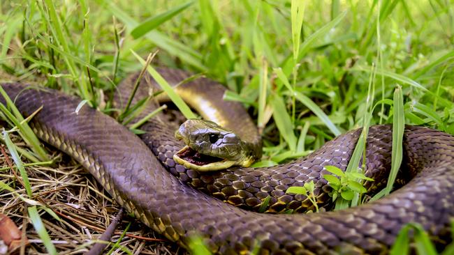 Residents have been warned to watch out for snakes in their gardens because of high temperatures.