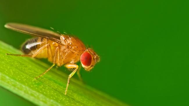 Male common fruit fly (Drosophila Melanogaster).