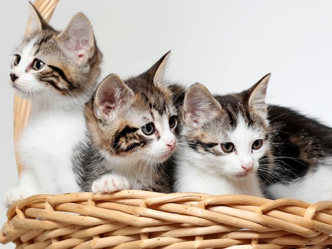 New research has found that cats aren't emotionless and they miss their owner's profoundly. Rescued 5-week-old domestic short-haired kittens Lucy, Rascal, Aussie and Quinn who are in the care of Krys Dempster from Abbotsbury. Picture: Jonathan Ng