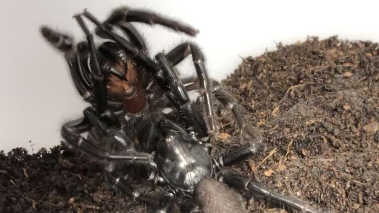 Spider Porn - Spider porn reveals secret sex lives of Sydney's funnel webs | Daily  Telegraph