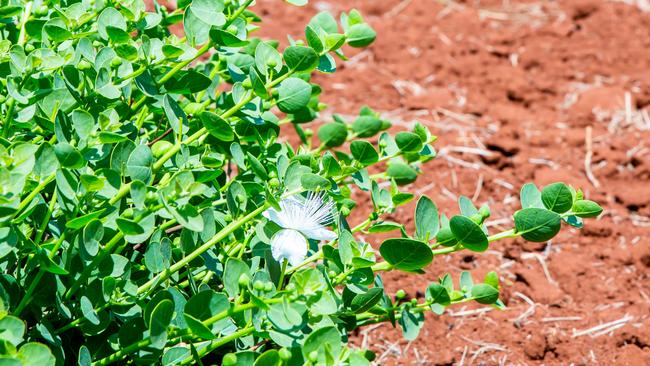 A caper plant on Bunya Red Farm in Queensland’s South Burnett region. Pictures: Nancy Jayde Photography