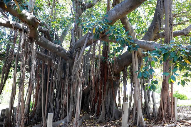 Trees of Parramatta Park | Daily Telegraph