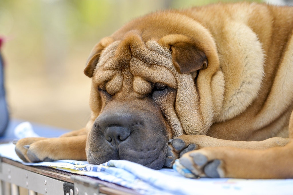 A Shar-Pei could set you back more than $900 a year. Picture: Matt Taylor