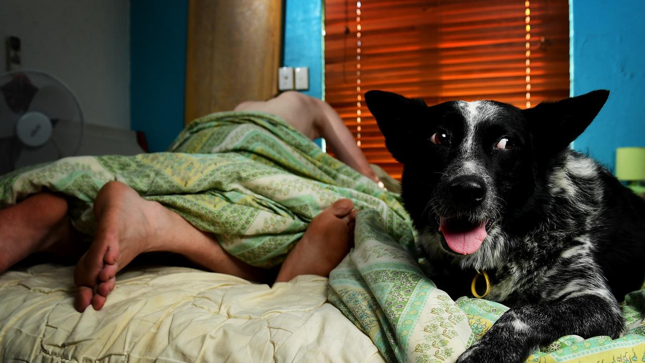 30 per cent of people have sex with partner while pets are in the bedroom,  real estate survey finds | NT News