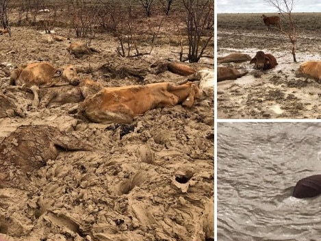 A sea of dead cattle in north west QLD. Photo: Rae Stretton