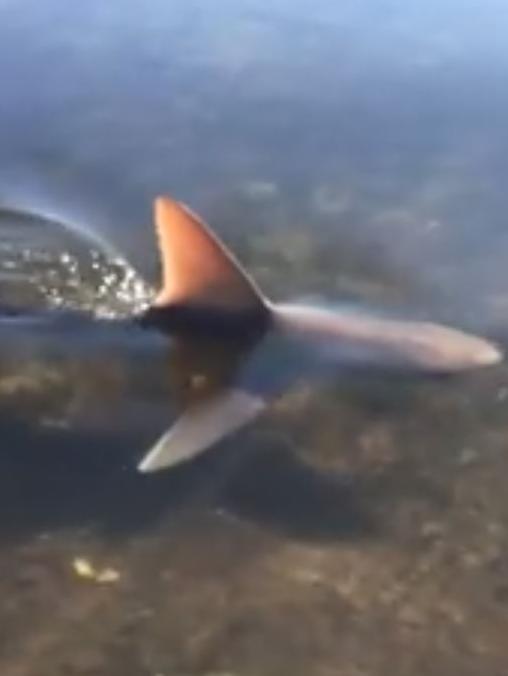 A small bull shark sighted in Western Australia. Picture: Robin Morritt