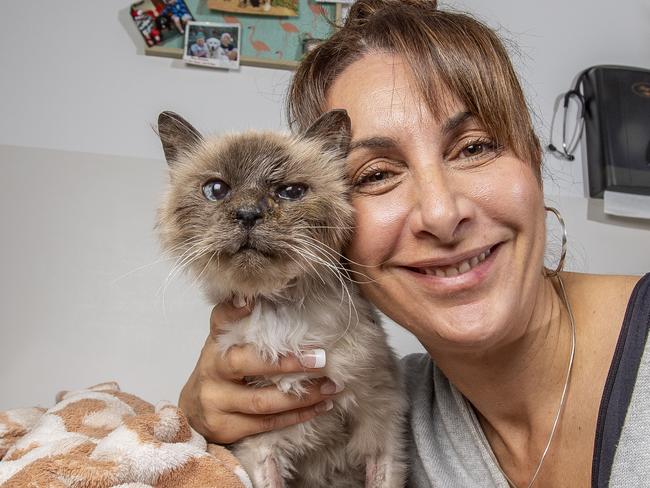 Mishka is a 15yo cat who went missing 10 years ago and has just been reunited with her owner Georgia Tsatsaris. Pic of them together at vet hospital. Picture: Tim Carrafa