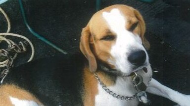 Millie, a nine-year-old beagle, was inside a car stolen from Blind Bight. She has yet to be recovered. Picture: Facebook.