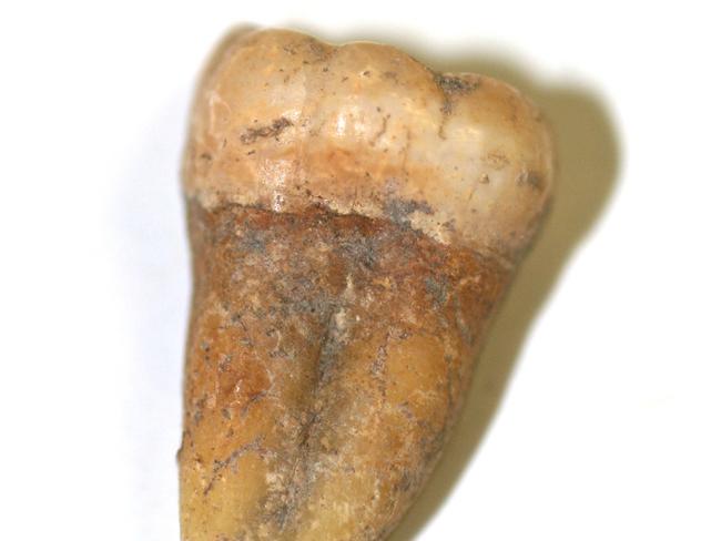 The tooth of Kaakutja, ancient Aboriginal Australian from Bourke, NSW. Picture: Jo Wright