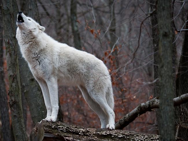 An arctic wolf howls on a log in the forest, howling wolf generic