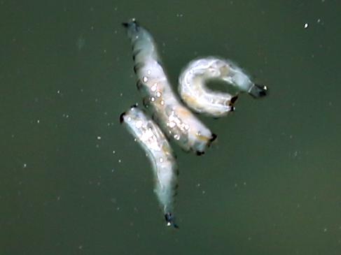 30/1/18  Maggots in Bilgola ocean pool . Picture: Adam Yip / Manly Daily