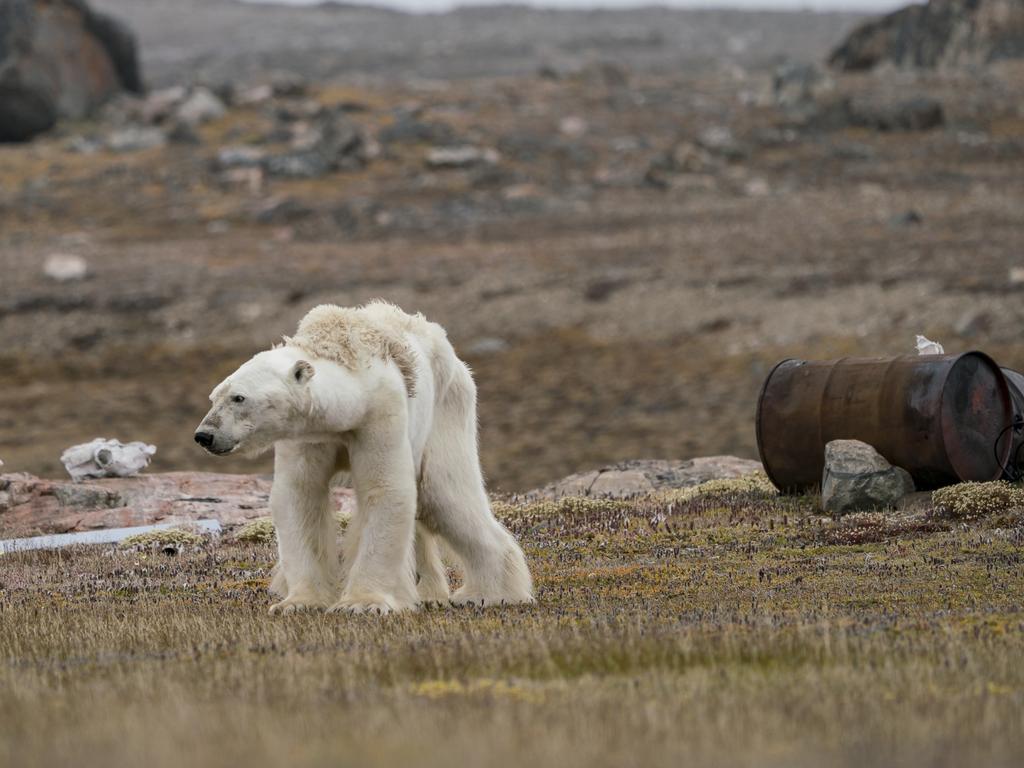 Low and thinning ice conditions left this polar bear struggling to find food. Picture: Justin Hofman/Wildlife Photographer of the Year/Natural History Museum