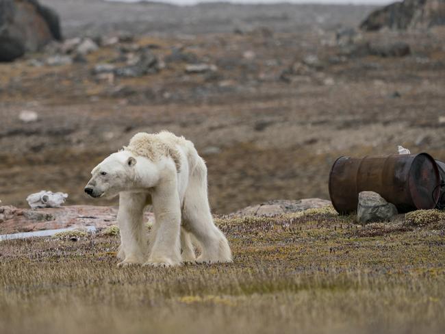 Low and thinning ice conditions left this polar bear struggling to find food. Picture: Justin Hofman/Wildlife Photographer of the Year/Natural History Museum