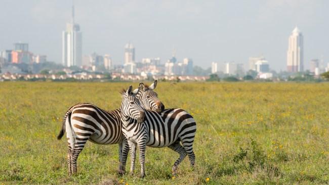 Zebras in Nairobi national park. Source: iStock