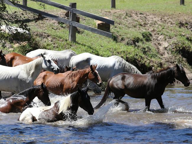 The horses had to cross a swollen creek to the fresh grass. Picture: Peter LorimerHorses rolled around on the ground as fresh patches of grass grew from the rain. Picture: Peter Lorimer