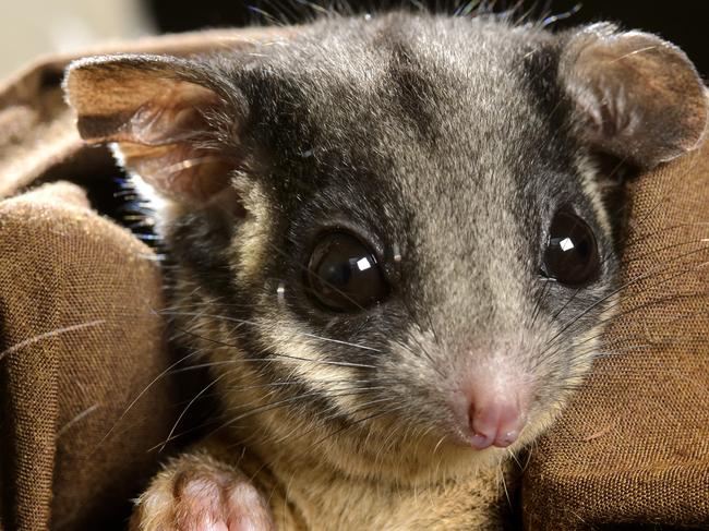 Leadbeater's Possum awareness week. Leadbeater's Possum at Healesville Sanctuary with the awareness badge.