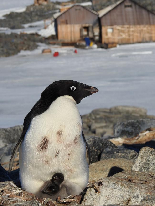 Newly-hatched Adelie penguin chicks vie for the parent's attention on a rocky nest with Mawson's Hut in the background. Picture: David Killick