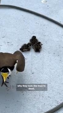 Aussie woman rescues to save baby Plover chicks