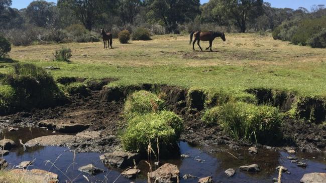 Stream bank and grazing damage by feral horses to Beean Beean Creek.