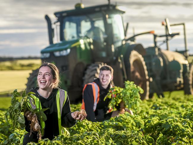 Backpackers, Ellie Hudson and Luke Pannett of England in a potato farm owned by Virginia Farmers market near Roseworthy.Immigration Minister David Coleman and Trade Minister Simon Birmingham will announce a 20 per cent increase in working holiday visas, amplifying the government's push to move migrants into the regions. The spike comes after the government changed the Working Holiday Makers program and launched a Tourism Australia campaign dubbed Australia Inc, targeting overseas school leavers to come to AustraliaTuesday 24th September. 2019. Photo Roy VanDerVegt