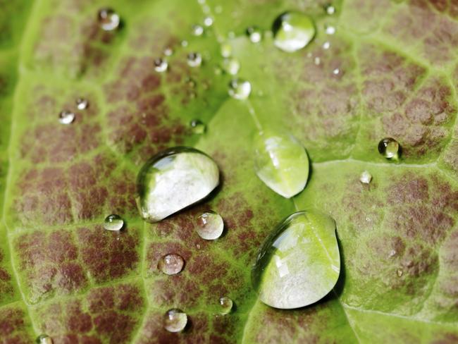 Leaf And Water. Thinkstock