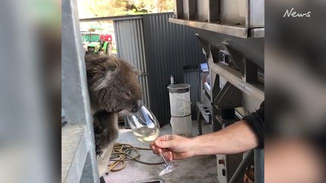 Drinky Bill the wine loving koala