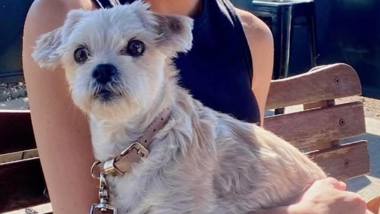 Family heartbroken as dog found dead in floodwaters