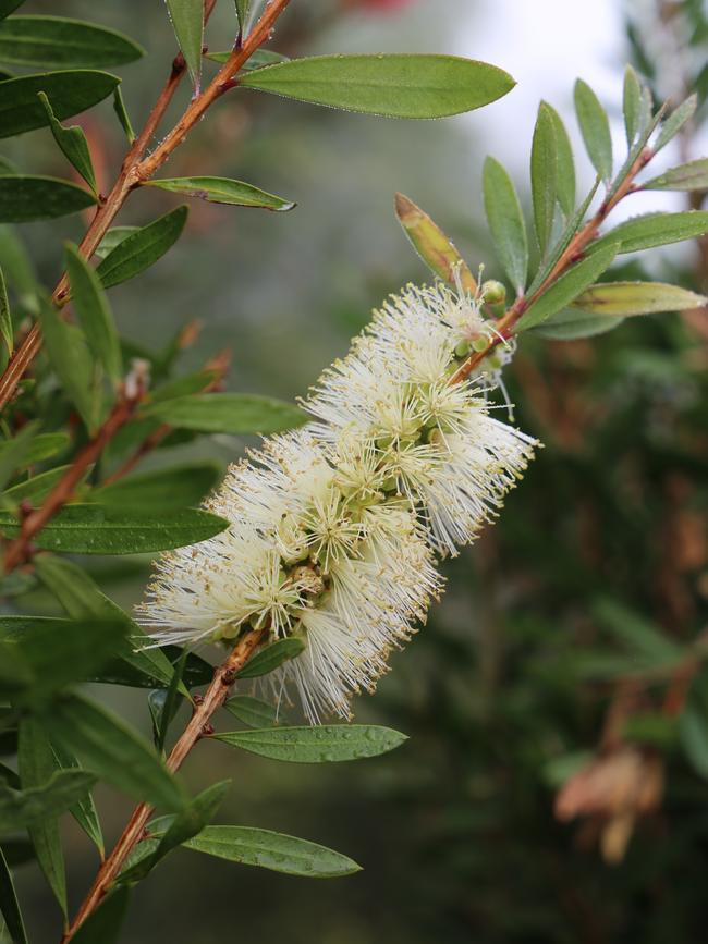 Callistemon ‘Icy Burst’, narrow-growing to 1.5m tall