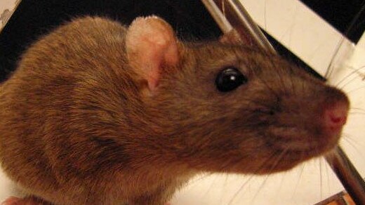 The rat poisons are available in supermarkets and hardware stores.