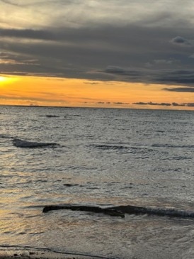 Crocodile filmed on the shore at Rapid Creek beach, Darwin, Northern Territory