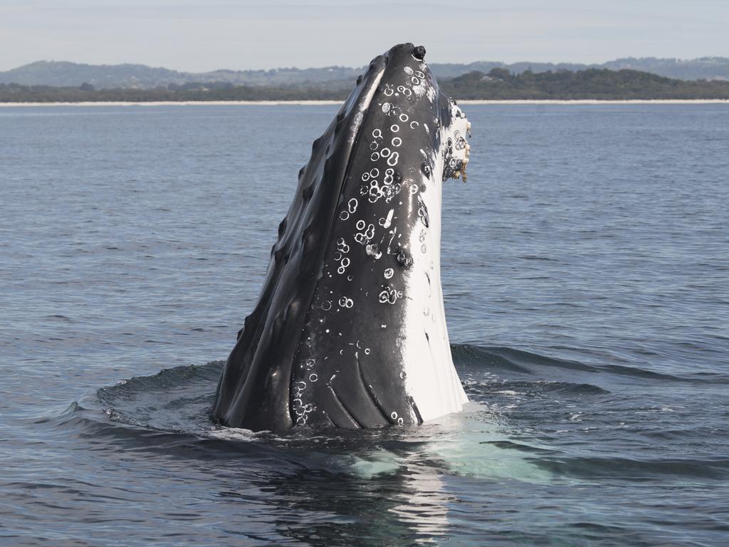 The 37-year-old photographer was able to capture the incredible close-up shots of the whales using a drone to take aerial views of the magnificent sea mammals. And while Craig, who teaches underwater photography lessons, is used to coming in close contact with large sea mammals, his father was more spooked by the encounter. Picture: Craig Parry/Barcroft/Getty<br/>