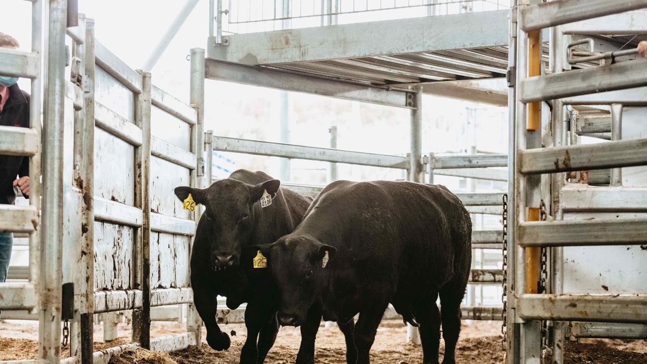 All 31 bulls at the Banquet Bulls spring sale sold. <a href="https://www.weeklytimesnow.com.au/agribusiness/cattle/banquet-spring-bull-sale-2020-recordbreaking-averages-for-stud/news-story/44fac423c4d641955b6beed91611264e" target="_blank">Click here for the full report</a>. Picture: Chloe Smith