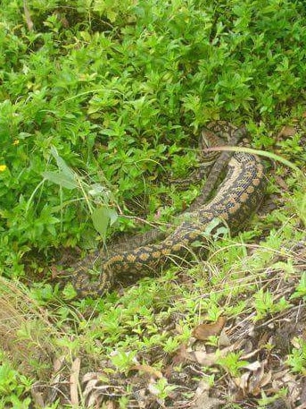 File photo: A scrub python that had just eaten a dingo in Cairns a few years ago. Picture: Cairns Snake Removals.