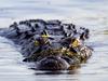 Child critical after Kakadu croc attack
