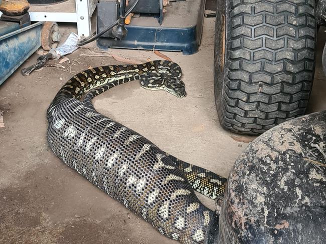Sunshine Coast Snake Catchers shared a photo of the monster snake. Picture: Facebook
