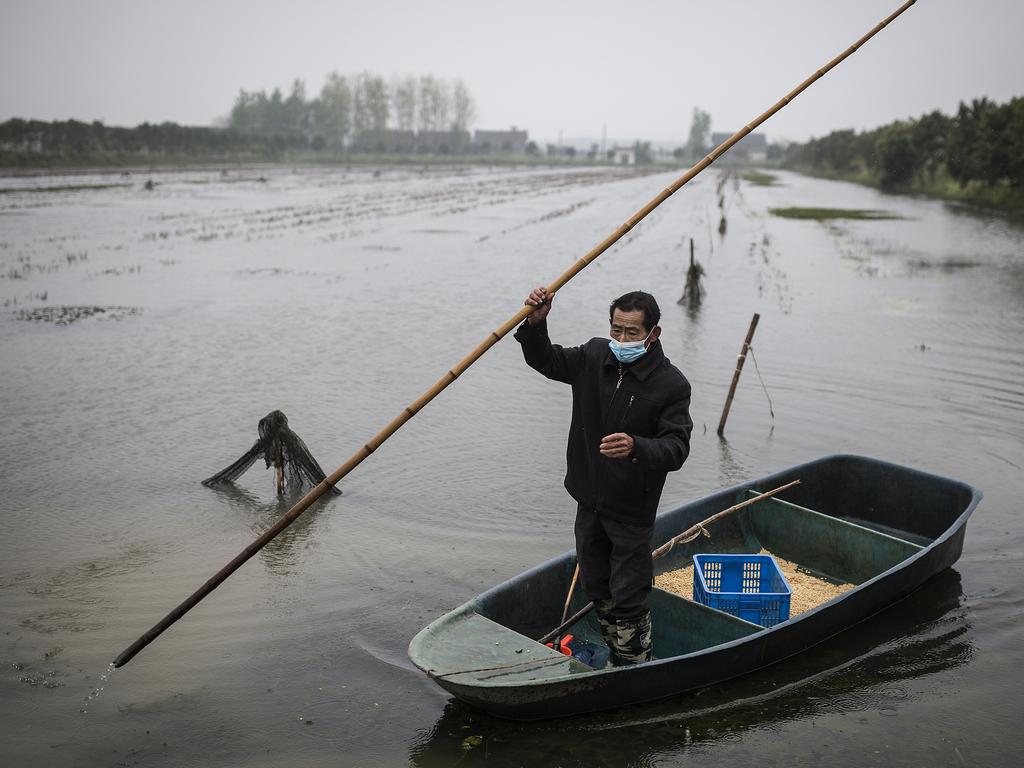 A farmer feeds crayfish to be sent to restaurants in Wuhan. Picture: Getty