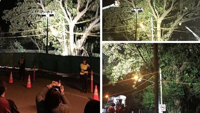 Tree of Knowledge being cut down: montage from Twitter